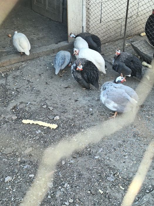 Vand oua de bibilici