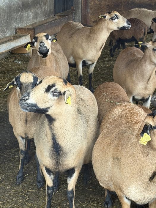 Vad turma de oi CAMERUN