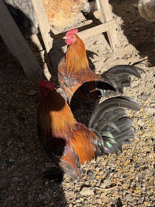 Cocosi mii de flori portelan