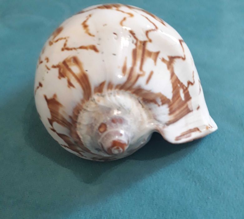 Раковина от морски охлюв