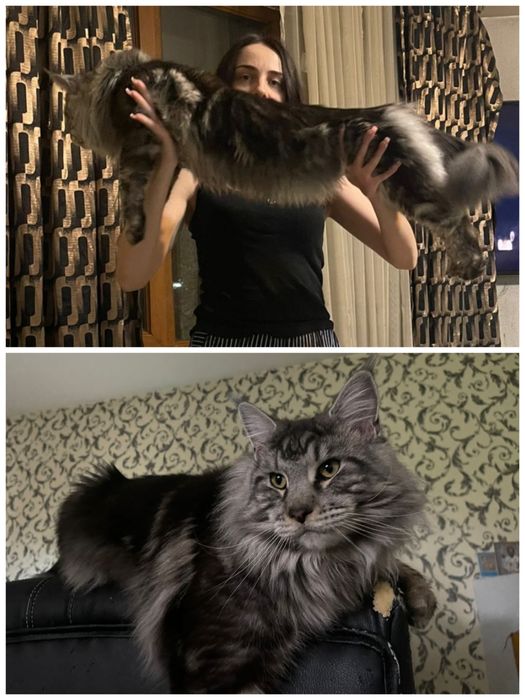 Котёнок Мейн-кун