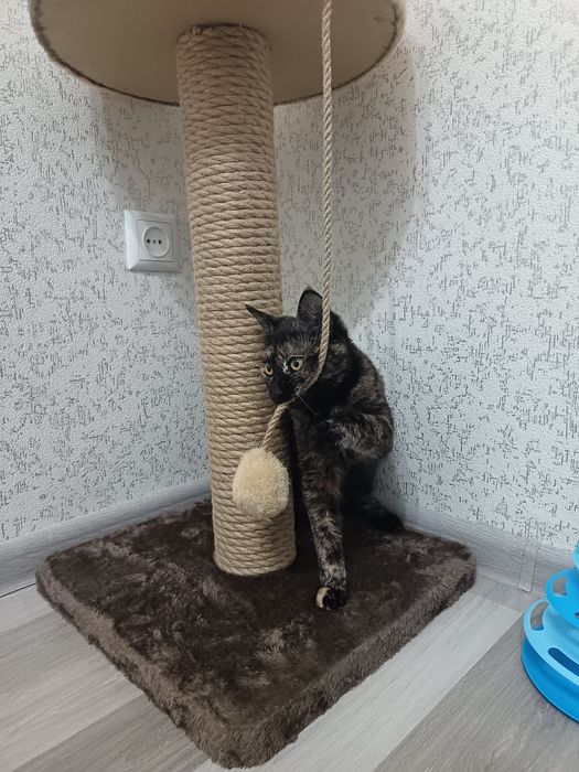Пристраивается кошка в хорошие руки