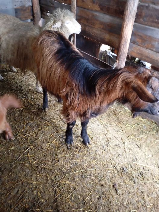 Vând țap alpin francez