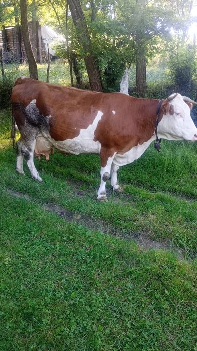 Vaca gestanta in 6 luni
