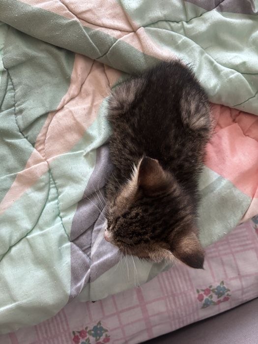 кошечка 1,5 месяца