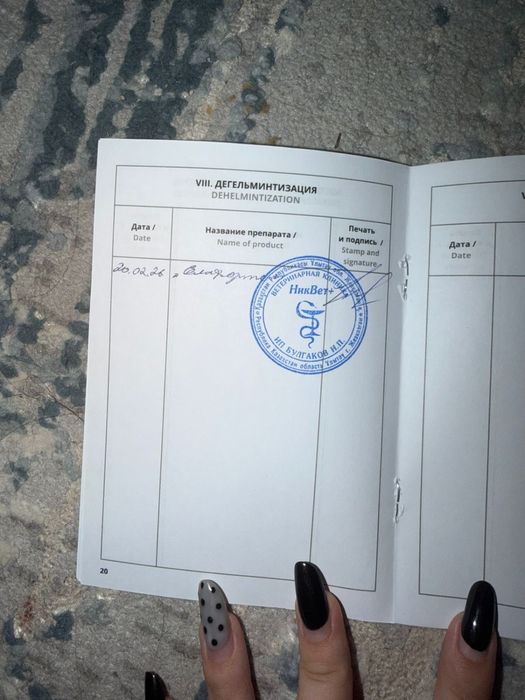 Продам кролика мини-лоп