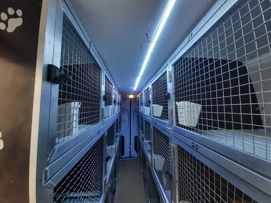 Montam.custi de caini in Dube