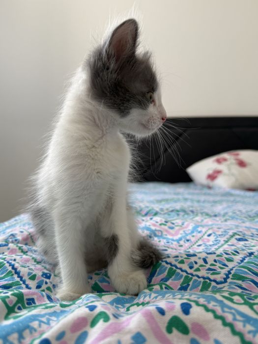Котенок в добрые руки