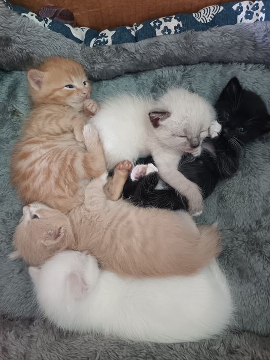 Отдам котят. Бесплатно