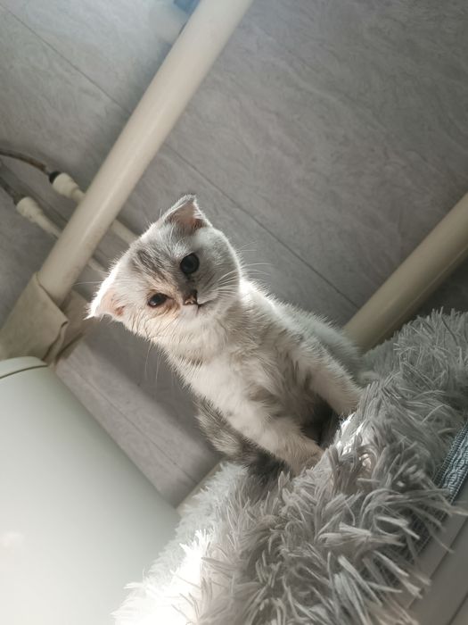 Продам котёнка !