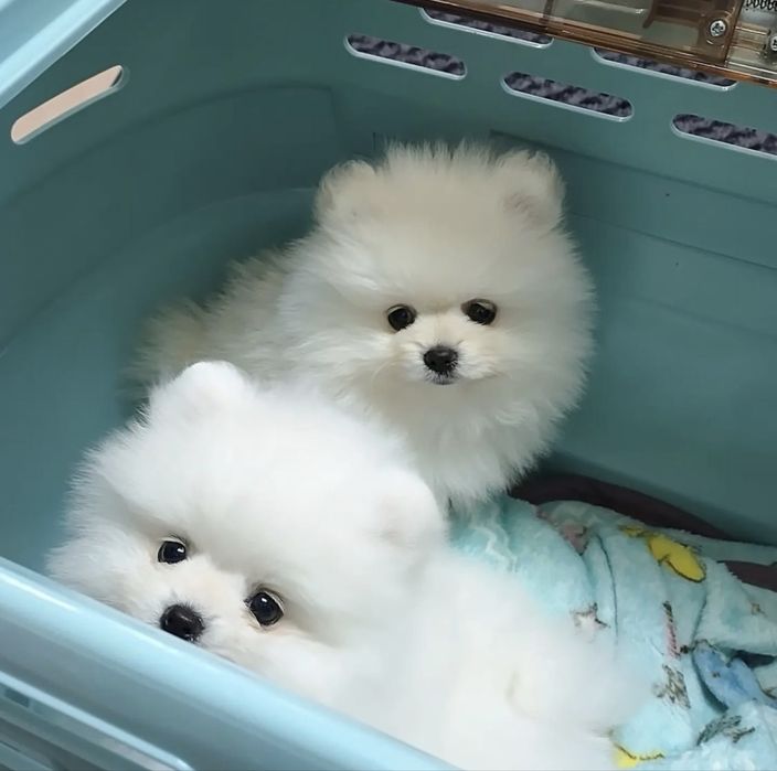 Очаровательные щенки шпица