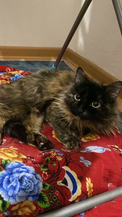 Продам сиамскую кошку