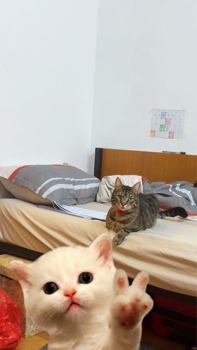 Cazare/ingrijire animale pe timp de zi/noapte