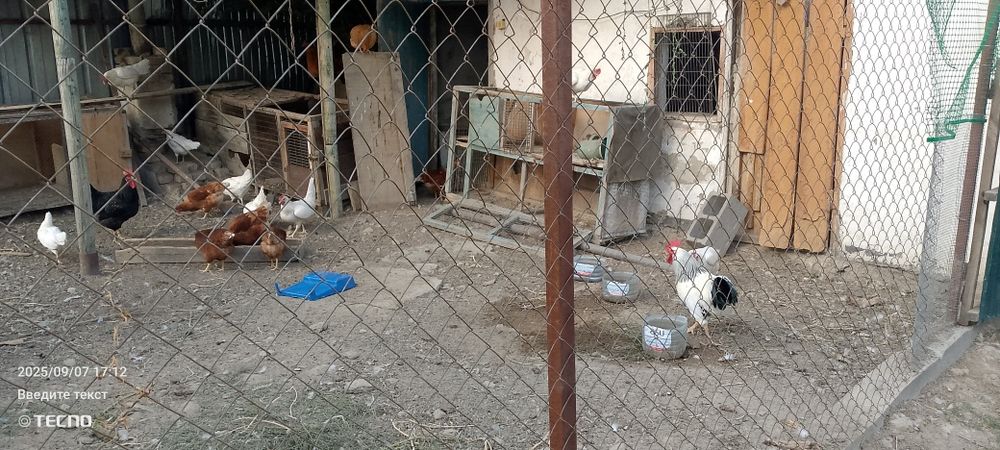 Продам курей и петухов