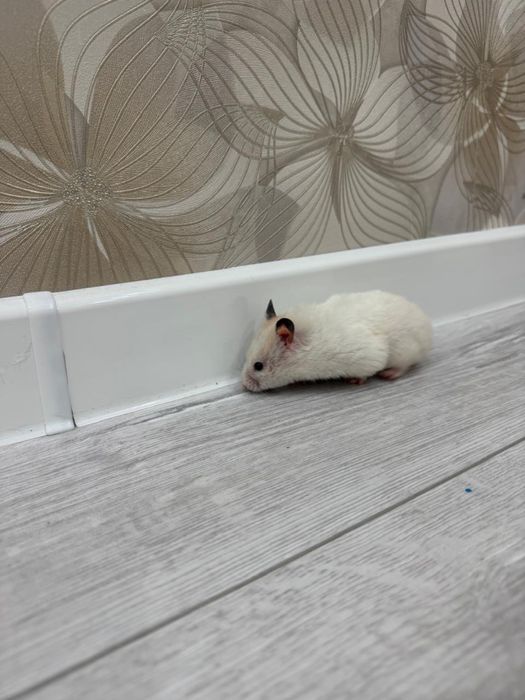 Хомяки с клеткой