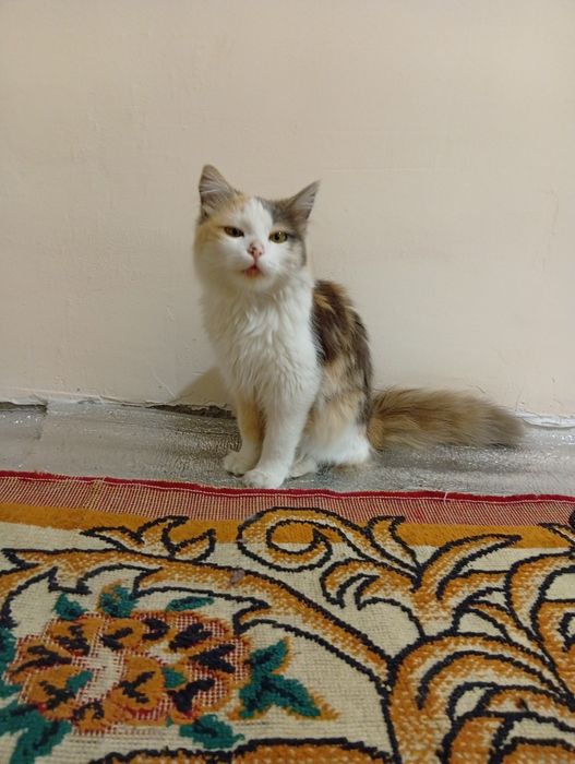 Paxmoq mushuk beriladi