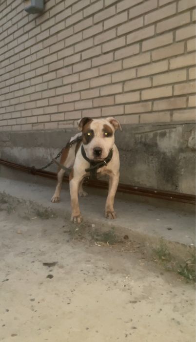 Pitbull девочка возраст 2года