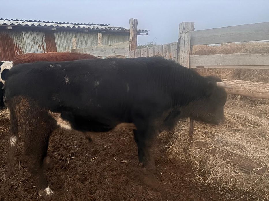 2 бука свтылады срочно