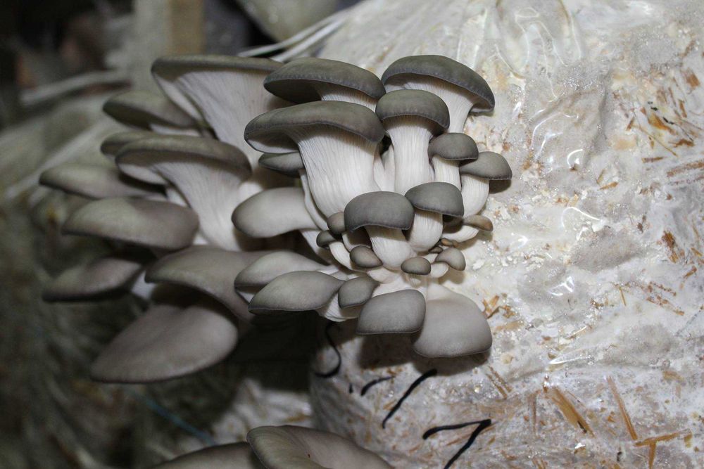 Saci de Ciuperci Pleurotus - Casa de Ciuperci Lunga