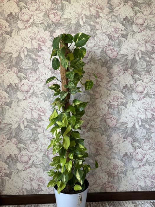 Продается эпипремнум 5 видов 2 метра