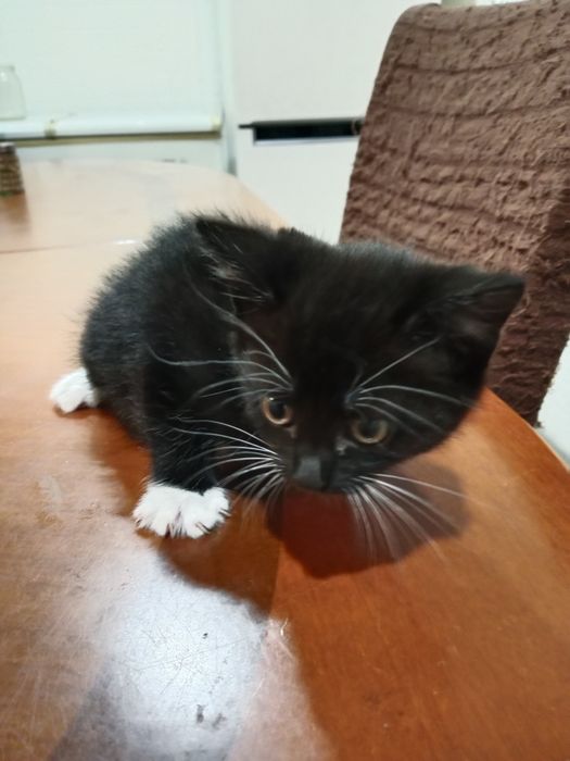 Отдам Котят в добрые руки.