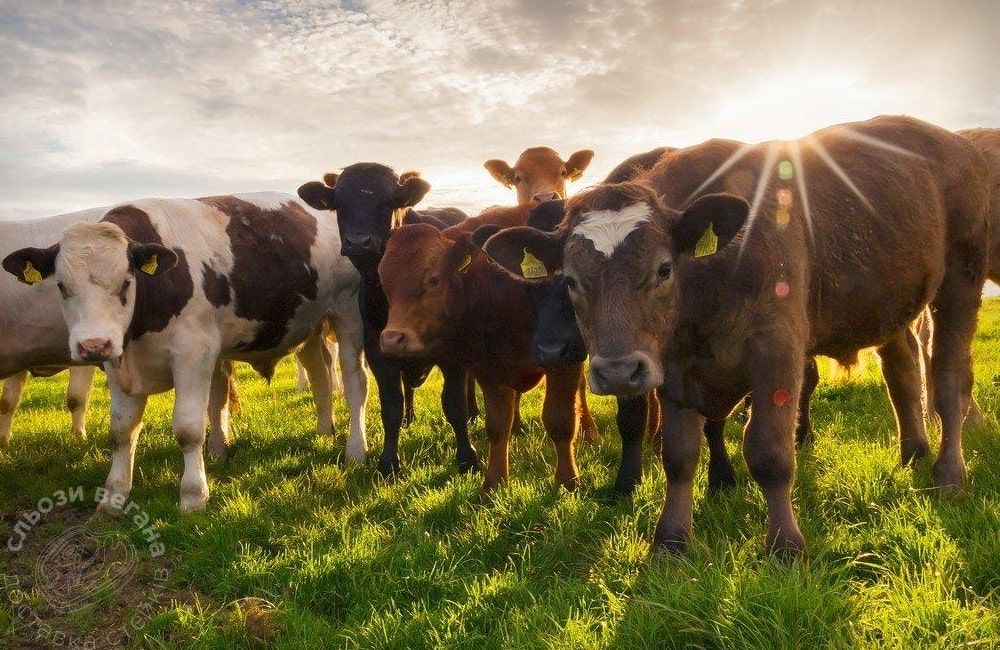 продаются бычки.