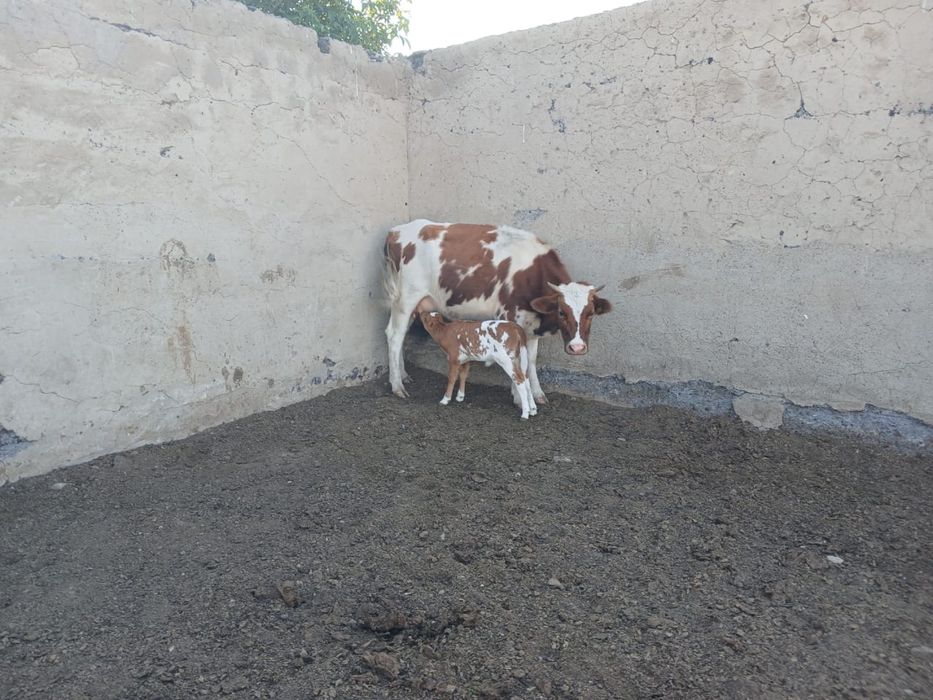 Продам скот с корвами
