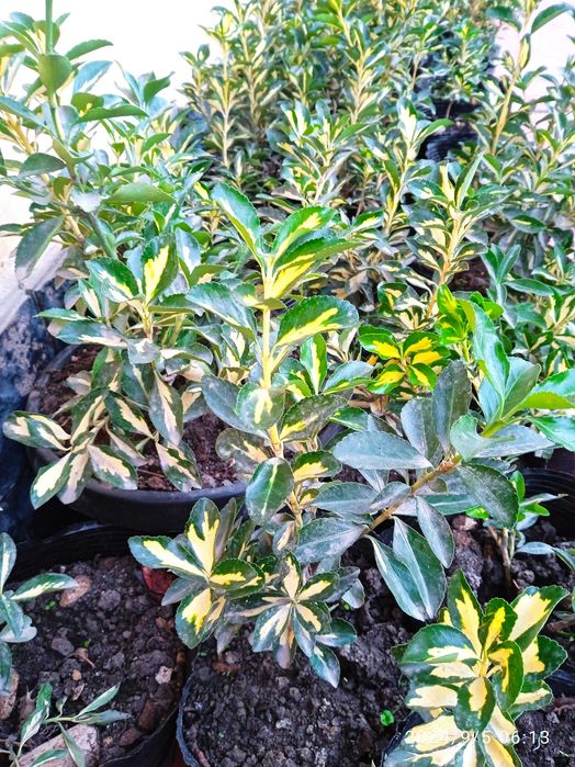 Shamshod IZGRID beeline