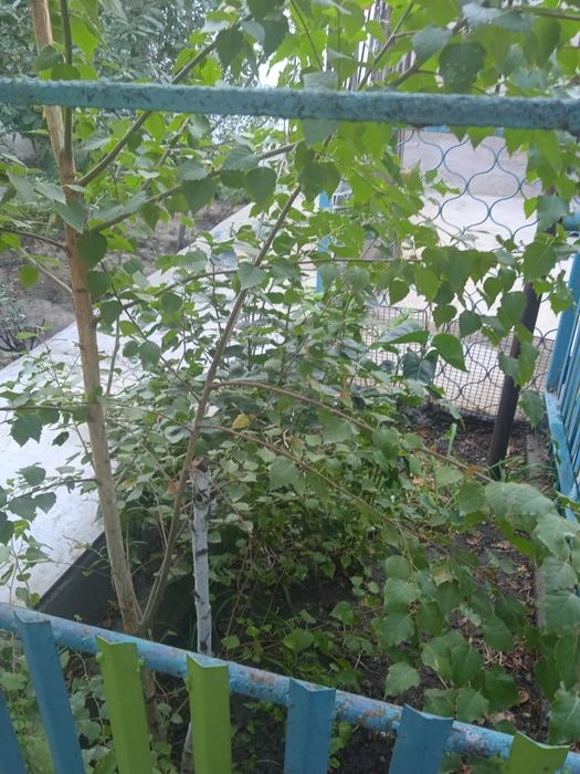 Недвижимость дом