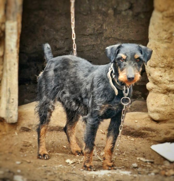 ягдтериер jagdterrier