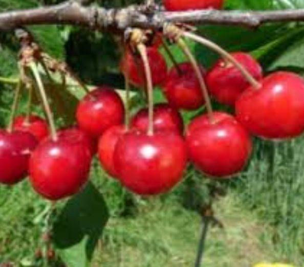 Pomi Fructiferi Străvechi Glia Strămoșească (Soiuri De Cires )