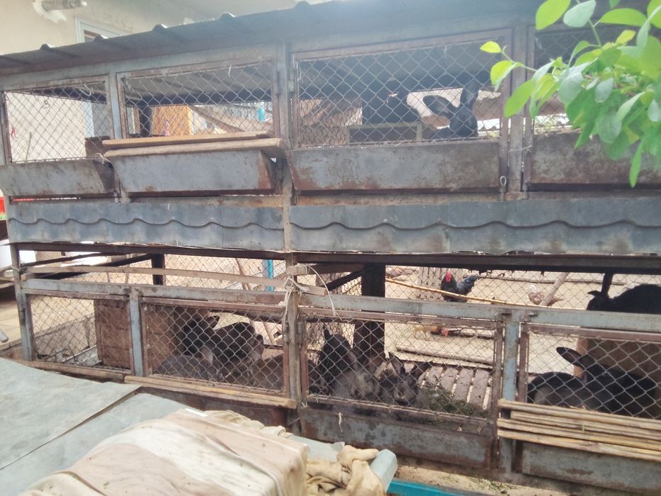 Срочно продам кроликов вместе с клеткой