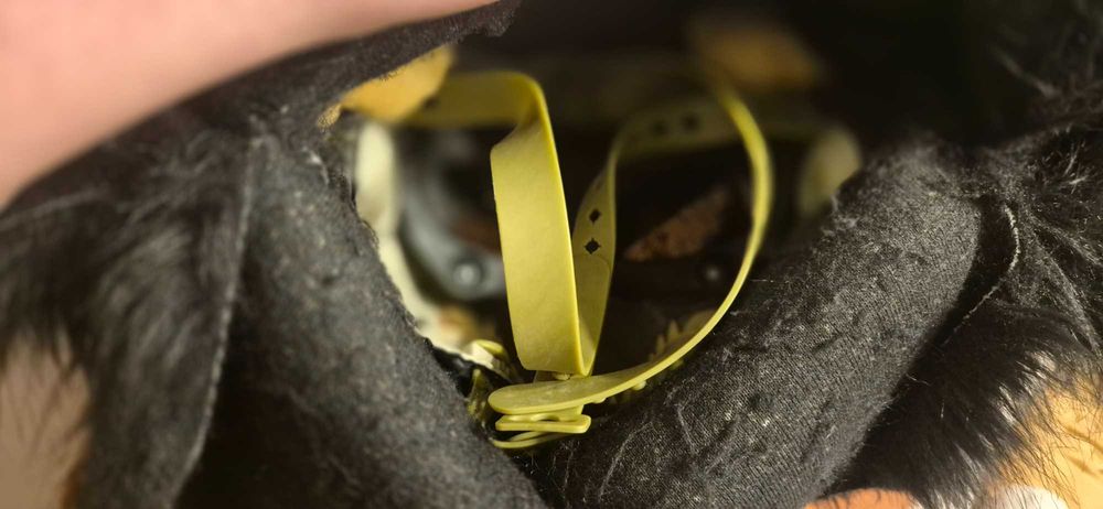 Furry mask, raptor cosplay