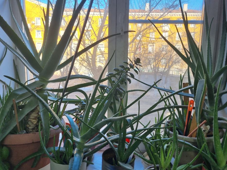 Растения,!Для лечения!!!