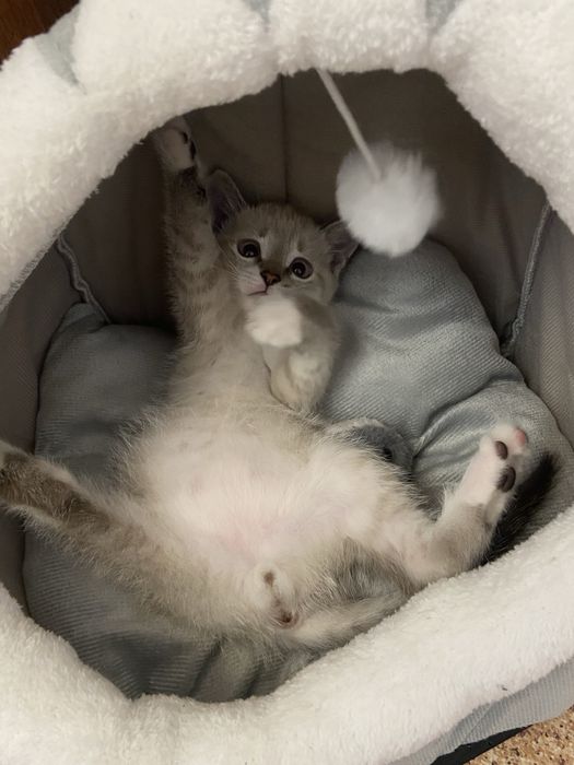 котенок 2 месяца