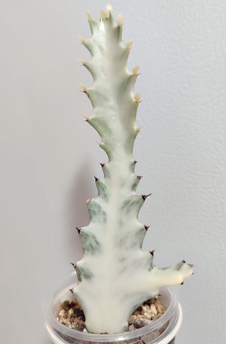Euphorbia lactea White Ghost
