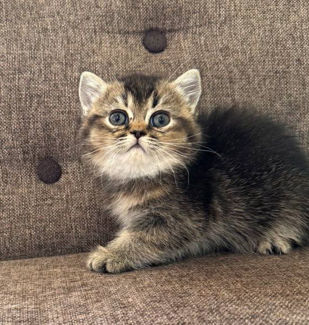 Британские короткошерстные котята