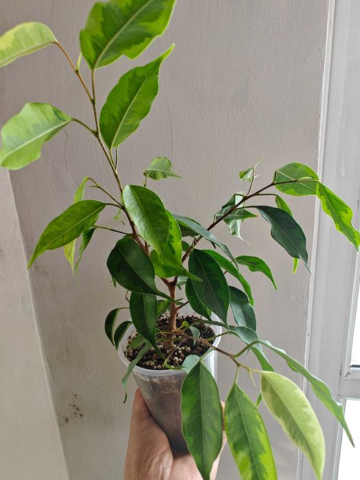 Фикусы разных сортов