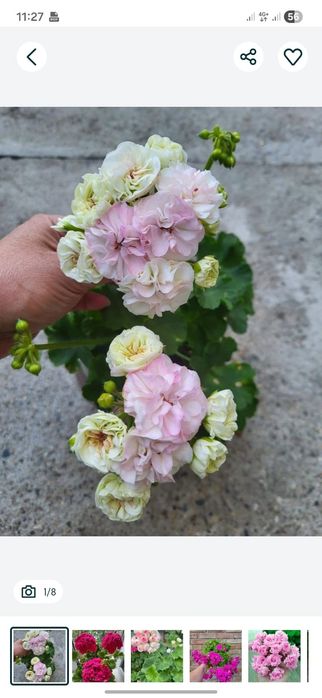 Сортовые пеларгонии