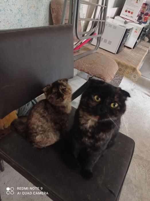 пишак сотилади пародалик