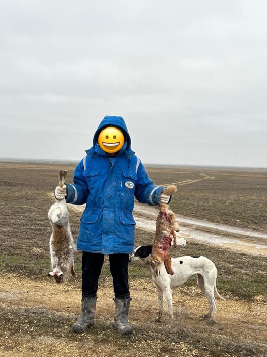 грейхаунд(грейхорт)