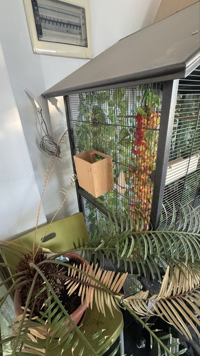 Voliera mare papagali, cinteze, canari