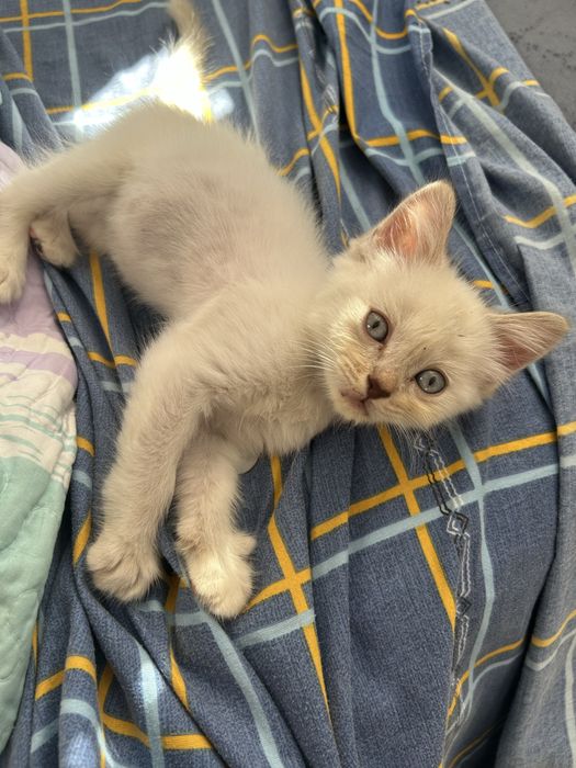 Отдам котенка в хорошие руки