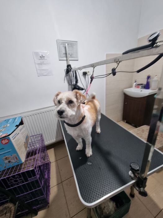 Coafor canin Micalaca