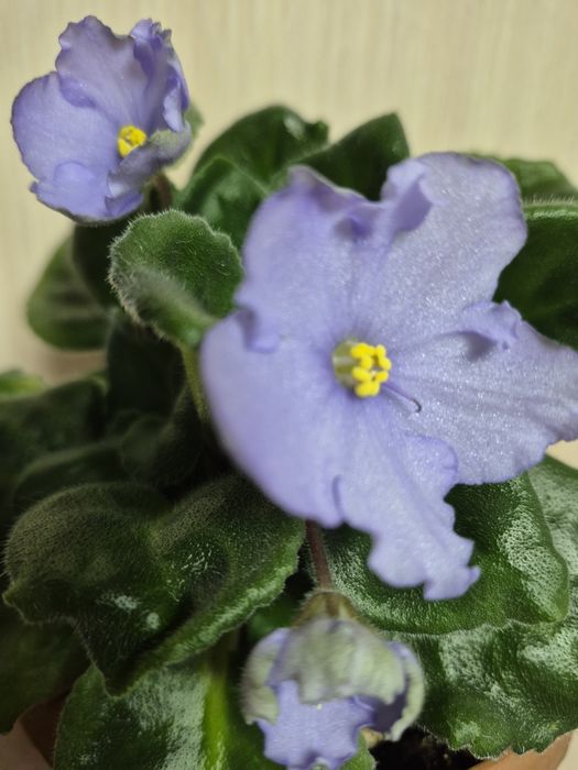 Фиалки. Молодые розетки. Ф