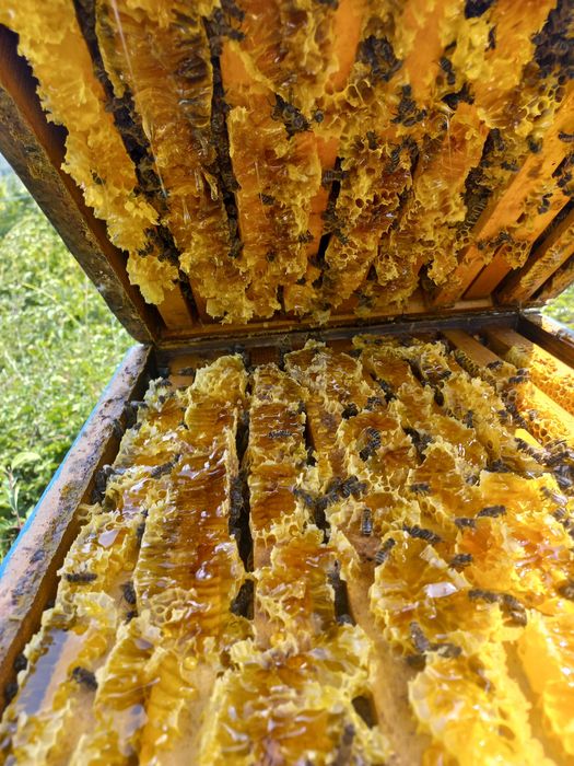 Пчелни отводки 2026г.