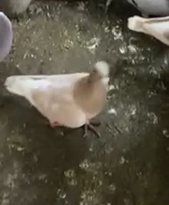 Vand porumbei diferite rase