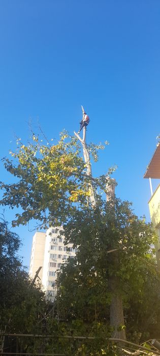 Taiere copaci defrisari toaletare curățare terenuri poze pe watap