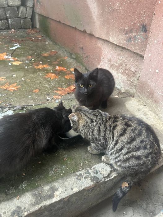 Chiroyli aqlli 3 oylik va 10 oylik mushuklar hadyaga beriladi