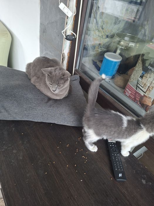 Котки сива и шарена
